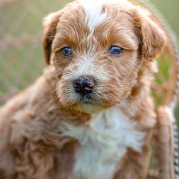 Birdie - female Australian Mountain Doodle puppy in Crete, Nebraska from Doodles & Co