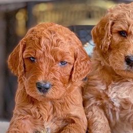 Labradoodles from Bodhs and the Beas Labradoodles
