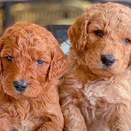 Labradoodles from Bodhs and the Beas Labradoodles