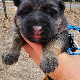 Boy 1 - Black and red male German Shepherd puppy in Roanoke, Alabama from Von Schönen Träumen German Shepherds