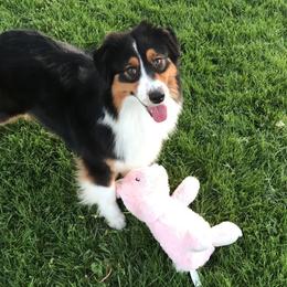 Australian Shepherd All Grown Up from Bayouland Australian Shepherds