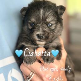 Cibatta - Black male Pomsky puppy in Centerville, Iowa from LJ Kennels Pomskies, LLC