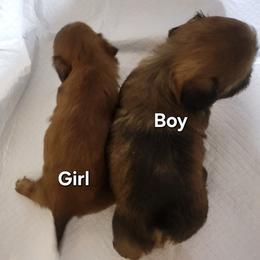 Balto - Black and tan male Shih Tzu puppy in Cartersville, Georgia from 100 Acre Woods Shih Tzu Plantation