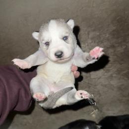 Girl 2 - Gray and white female Siberian Husky puppy in Iron River, Wisconsin from Wiemeri Siberians
