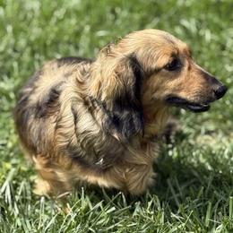 Vienna - Dachshund