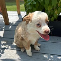 Dolly - Red merle female Toy Australian Shepherd puppy in Southport, North Carolina from Small Mini/Toy Aussies