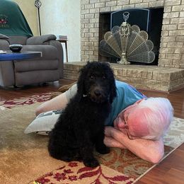 Girl 2 - Poodle puppy from Nailah's Beauties: Standard Poodles