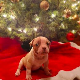 American Bulldog Puppies from Vergara Bulls