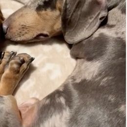 Dachshunds from Oscar Meyer’s Weenies