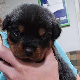 Panzer - Black and mahogany male Rottweiler puppy in Tangent, Oregon from Raya's Royals