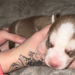 Amelia - Siberian Husky puppy from Feazell’s Siberian Huskies