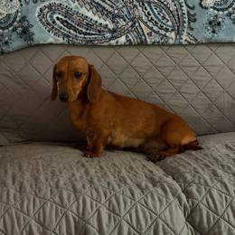 Eve - Dachshund