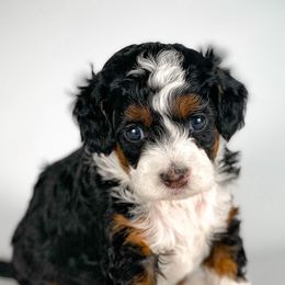 Bernedoodles and Goldendoodles from Peanut Butter Doodles