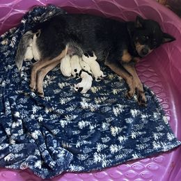 Girl 4 - Blue female Australian Cattle Dog puppy in Norton, Ohio from Australian Cattle Dog Company
