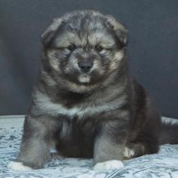 Zephyr - Agouti and white male Alaskan Malamute puppy in Michigan from Warrior’s Legacy Alaskan Malamutes
