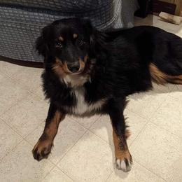 Stormy - Miniature Australian Shepherd