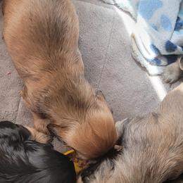 Dachshund Puppies from CLARK'S BREEDING PROGRAM