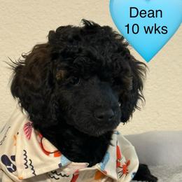 Dean - Sable male Poodle puppy in Bedford, Texas from S.H.A.R.P.’s Toy Poodles