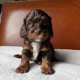 Blue Boy - Brown white and tan male Cockapoo puppy in Fort Gibson, Oklahoma from Waggle Doodles