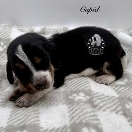 Cupid - Black white and brown male Basset Hound puppy in Dingess, West Virginia from Tuckers' Howling Hounds