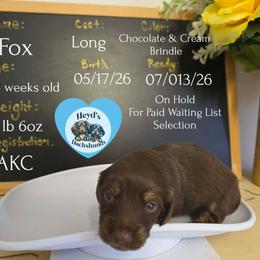 Fox - Chocolate and cream male Dachshund puppy in Hoquiam, Washington from Heyd's Mini Dachshunds