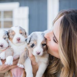 Australian Shepherd Puppies from Boise Aussie Paws
