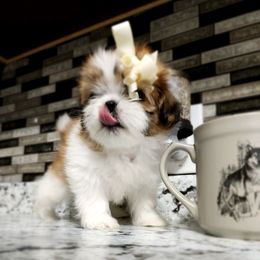 Shih Tzu Puppies from Annetta Diaz's Shih Tzus