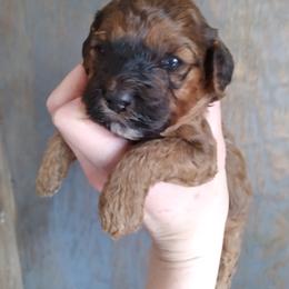 Cockapoo Puppies from Ouachita River Cockspoos