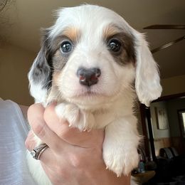 Dachshund Puppies from Gypsy Miniature Dachshunds