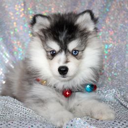 Sebastian - Black and white male Pomsky puppy in Centerville, Iowa from LJ Kennels Pomskies, LLC