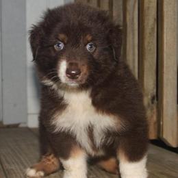 Rabbit - Red tri-color male Australian Shepherd puppy in Star City, Arkansas from Blush & Lace Aussie Co.