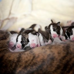Whippet Puppies from Aperture Whippets