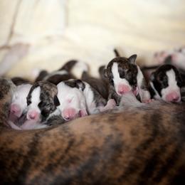 Whippet Puppies from Aperture Whippets
