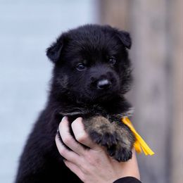 Squirt - Bi-color female German Shepherd puppy in Dacula, Georgia from FuryHaus German Shepherds
