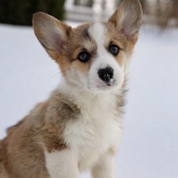 Caroline - Sable female Pembroke Welsh Corgi puppy in Narvon, Pennsylvania from Corgi Companions (license number 18998)