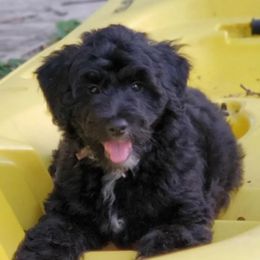 Aussiedoodles from Aussiedoodles On The Beach