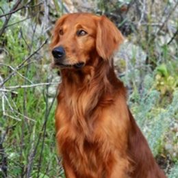 Grip - Golden Retriever