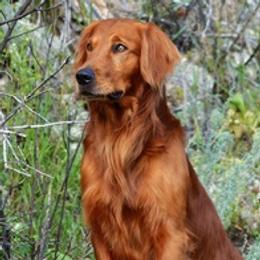 Grip - Golden Retriever