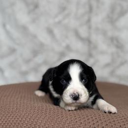 Bugle - Black tri-color female Australian Shepherd puppy in Argyle, Iowa from Country Time Kennels