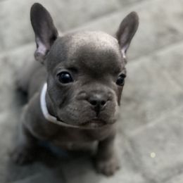 French Bulldog Puppies from Fabled Frenchies