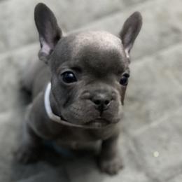 French Bulldog Puppies from Fabled Frenchies
