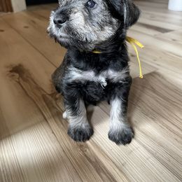 Miniature Schnauzer Puppies from Miles Family Schnauzers