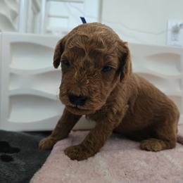 Andy - Red  male Poodle puppy in Wilmington, Delaware from Imperial Poodles LLC