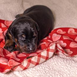 Girl 3 - Red and rust female Doberman Pinscher puppy in Shelby, North Carolina from IronBee Dobermans