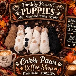 Macchiato - Parti male Poodle puppy in Plainfield, New Jersey from Caris Paws Poodles and Labradoodles