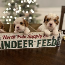 Cavalier King Charles Spaniel Puppies from Ridgefield Cavaliers