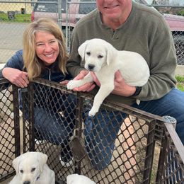 Boy 1 light blue - Yellow Labrador Retriever puppy in Live Oak, California from Blanco Labradors