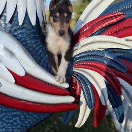 Boy 4 - Black white and tan male Collie puppy in Middleburgh, New York from StoneyAcre