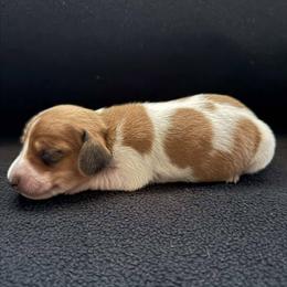 Puppy 2 - Red male Dachshund puppy in Riverside, California from Saddle Up Dachshunds
