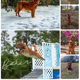 Golden Retriever puppies from Pawmetto Goldens